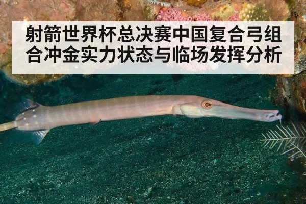 射箭世界杯总决赛中国复合弓组合冲金实力状态与临场发挥分析